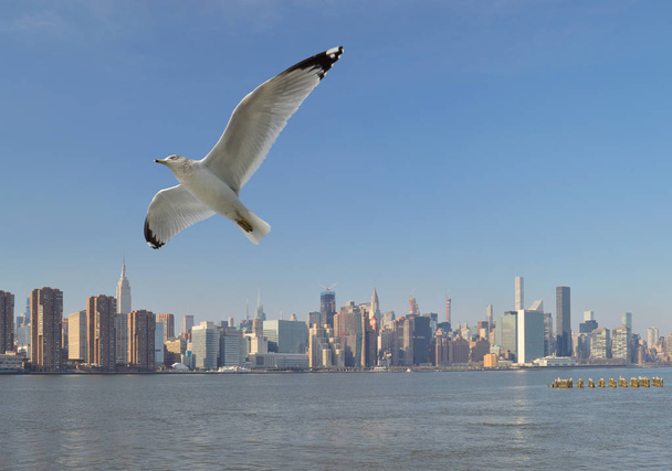 Чайка над на Манхеттені. - Фото, зображення