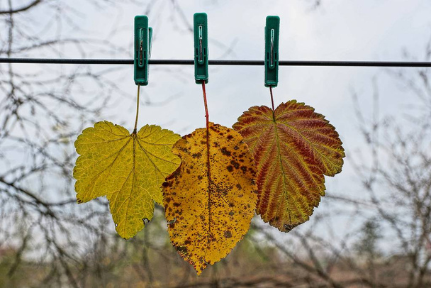 Kolme värillistä kuivaa pudonnut lehdet pyykkinaulat roikkuu lanka
 - Valokuva, kuva