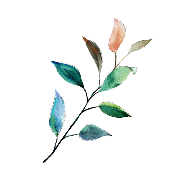 Eucalyptus parvifolia dollar branch. Watercolor illustration. Isolated object on white background. Clipart for execution of holidays, invitations, cards. - Valokuva, kuva