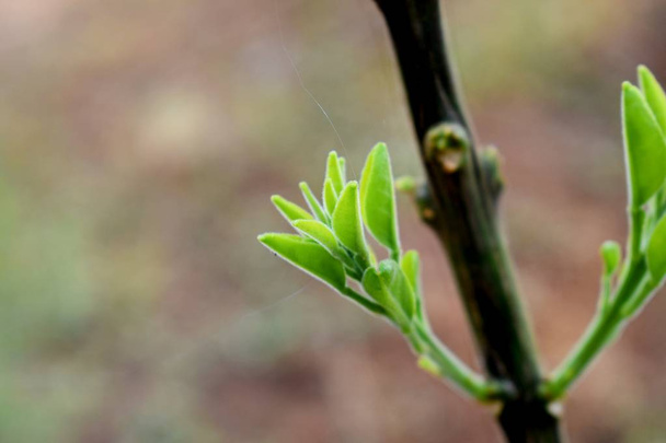 Plant stem and New Leaves  - Photo, Image