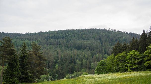 hills covered with trees - Foto, afbeelding