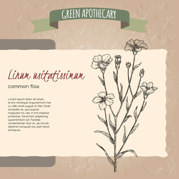 Linum usitatissimum aka common flax sketch. Green apothecary series. - Vector, Image