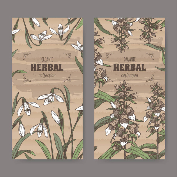 Two labels with Digitalis lanata aka woolly foxglove and Galanthus nivalis aka snowdrop color sketch. - ベクター画像