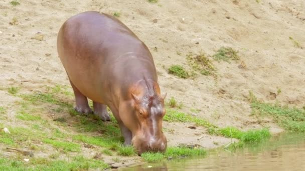 Primer plano de Hipopótamo en el lago y la naturaleza
. - Metraje, vídeo