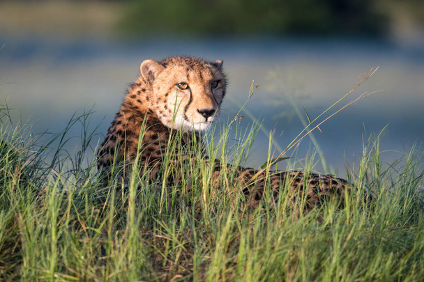 African cheetah, Masai Mara National Park, Kenya, Africa. Cat in nature habitat. Greeting of cats (Acinonyx jubatus) - Foto, afbeelding