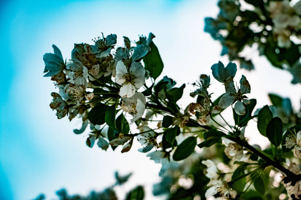 szép tavaszi elemek virágok növények fák természet háttér - Fotó, kép