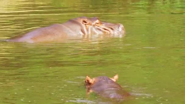 Zamknij się z hipopotam w jeziora i przyroda. - Materiał filmowy, wideo