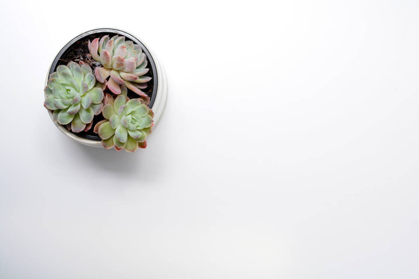 Zelená sukulentní rostlina na moderní bílý kancelářský stůl, pohled shora - Fotografie, Obrázek