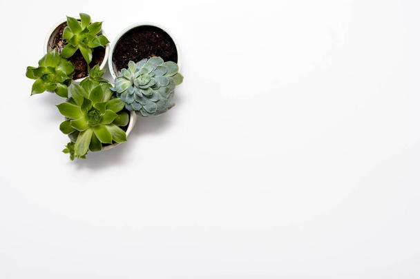 Planta suculenta verde en escritorio de oficina blanco moderno, vista superior
 - Foto, imagen