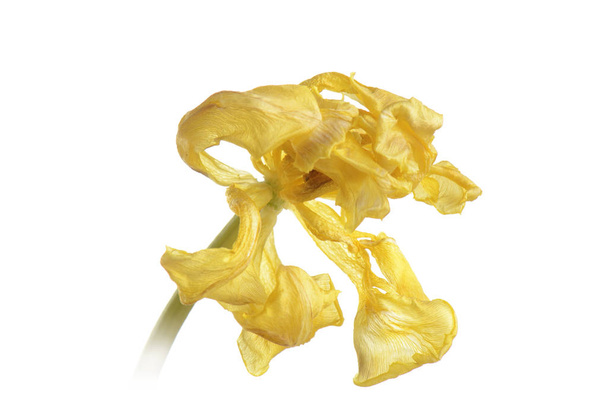 Close-up van gele verschoten tulip geïsoleerd op wit - Foto, afbeelding