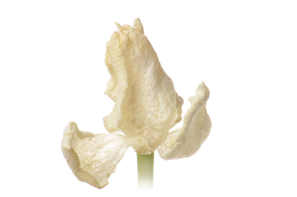 lähikuva valkoinen haalistunut tulppaani eristetty valkoinen
 - Valokuva, kuva