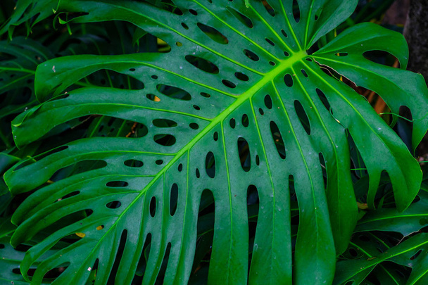 Primer plano del patrón foliar de las plantas tropicales que crecen en el jardín botánico de Tenerife, Islas Canarias
 - Foto, Imagen