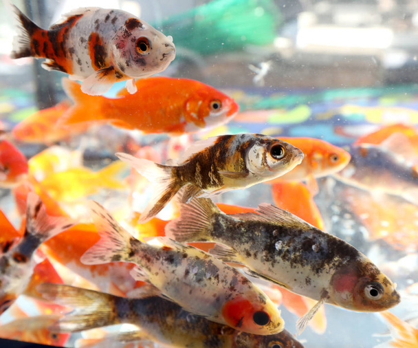 many small goldfish swim in an aquarium - Photo, Image