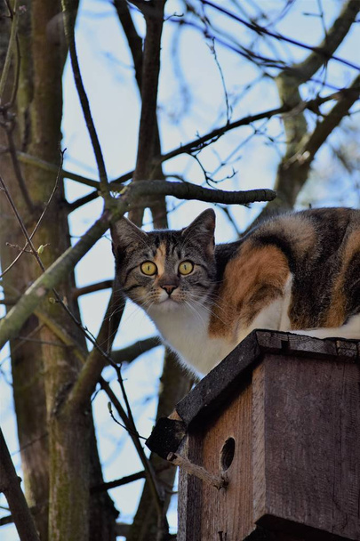 Katze sitzt am Vogelfutterhäuschen - Foto, Bild