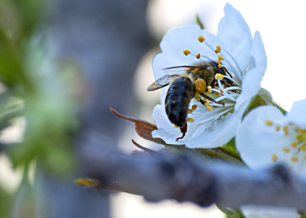 Abelha coletando pólen em uma flor de cereja
. - Foto, Imagem