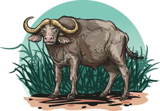 African buffalo - Vector, Image