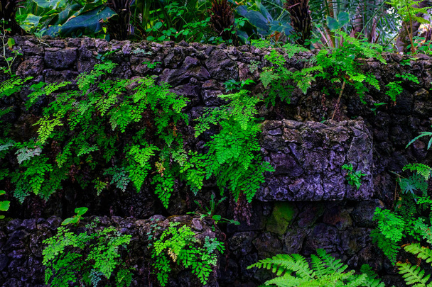 Tropical plants growing in stone wall in botanical garden at Tenerife, Canary Islands - Φωτογραφία, εικόνα