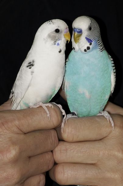 Two parakeets held close - Photo, Image