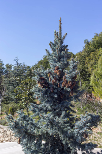 Blue spruce (Picea pungens) grows in the mountains - Foto, immagini