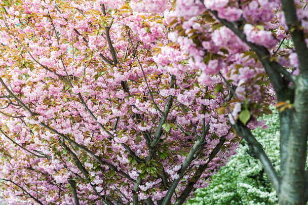 Fleur de cerisier est une fleur de plusieurs arbres du genre Prunus, en particulier la cerise japonaise, Prunus serrulata, qui est appelé sakura d'après les Japonais
 - Photo, image