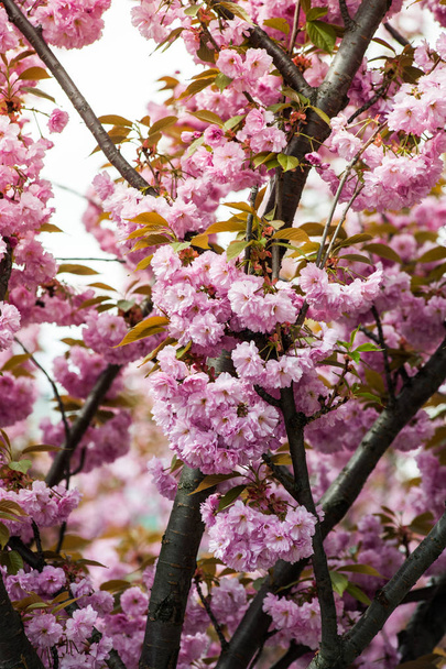 Cherry blossom is a flower of several trees of genus Prunus, particularly the Japanese cherry, Prunus serrulata, which is called sakura after the Japanese - Photo, Image