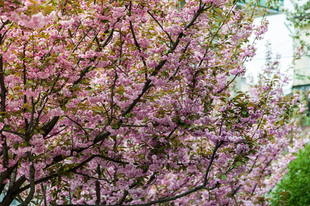 Cseresznyevirág egy virág több fa, Prunus, különösen a japán cseresznye, nemzetség Prunus serrulata, melynek neve után a japán sakura - Fotó, kép