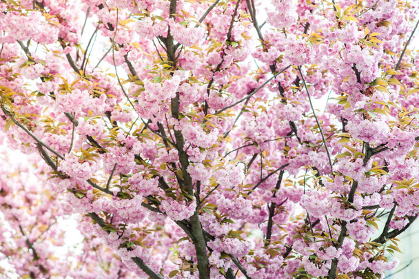 Cseresznyevirág egy virág több fa, Prunus, különösen a japán cseresznye, nemzetség Prunus serrulata, melynek neve után a japán sakura - Fotó, kép