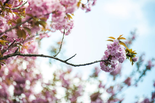 Fleur de cerisier est une fleur de plusieurs arbres du genre Prunus, en particulier la cerise japonaise, Prunus serrulata, qui est appelé sakura d'après les Japonais
 - Photo, image