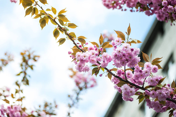 Kiraz çiçeği cins Prunus, özellikle Japon cherry, sakura Japon sonra denir Prunus serrulata birkaç ağaç bir çiçektir - Fotoğraf, Görsel