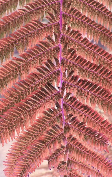 Fern leaves macro toned in Living Coral - Photo, Image