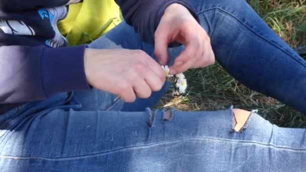 make a wreath of chamomile - Footage, Video