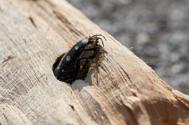 Escarabajo de cuerno largo asiático (Anoplophora glabripennis) está atrapado en la madera de un árbol de arce
                                - Foto, imagen