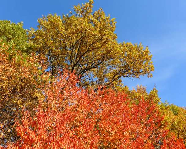 Podzimní paleta za slunečného dne - Fotografie, Obrázek