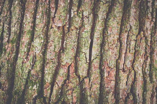 Textur des Baumes. Hintergrund - Foto, Bild