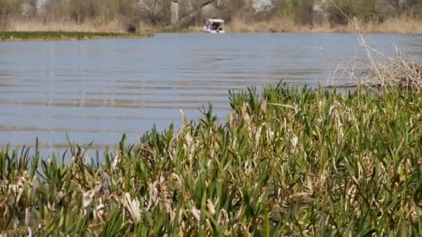 kleine boot zeilen op de rivier, omringd door waterplanten - Video