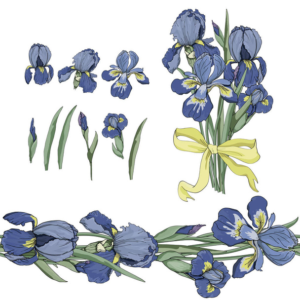 set of seamless border and iris flowers  - Вектор,изображение
