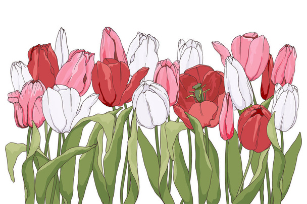 beautiful tulip border - Vektor, Bild