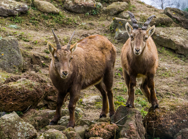 Yan yana duran iki dağ keçisi, Avrupa dağlarından gelen hayvanlar. - Fotoğraf, Görsel