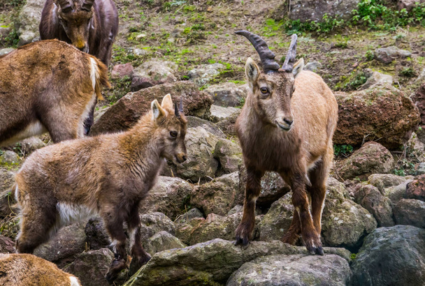 matka alpejska ibex z jej młodym dzieckiem i innymi członkami rodziny, dzikie kozy z gór Europy - Zdjęcie, obraz