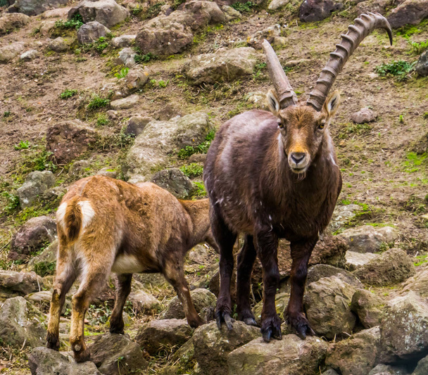 Male alpine ibex with a broken horn standing on some rocks, Animal from the mountains of Europe - Photo, Image