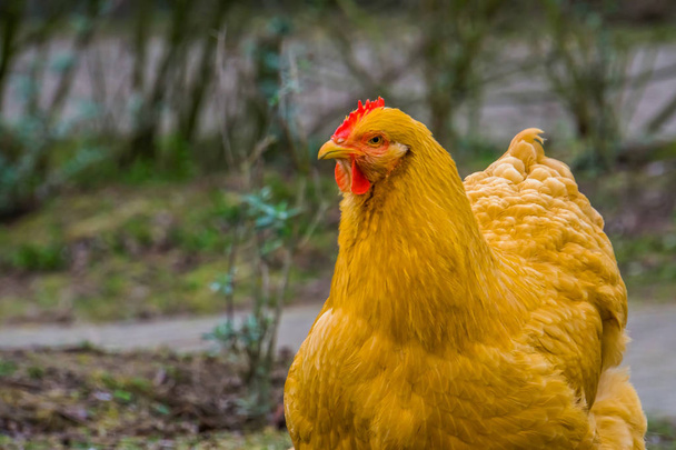 Крупный план лица одомашненной курицы, портрет популярного сельскохозяйственного животного - Фото, изображение