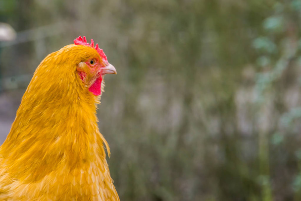 Лицо одомашненной курицы крупным планом, портрет популярного сельскохозяйственного животного - Фото, изображение