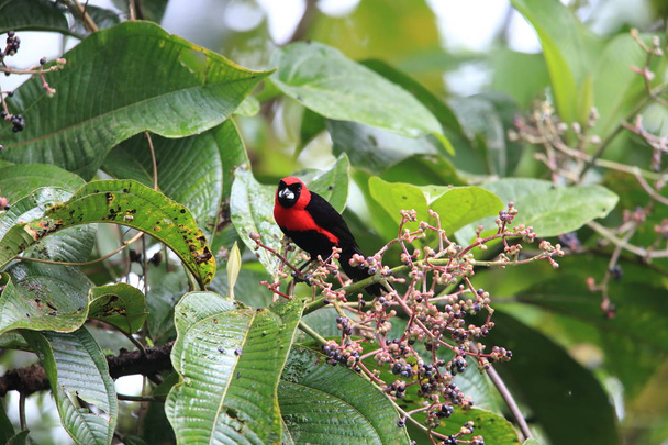 Μασκοφόροι βυσσινί tanager (Ramphocelus nigrogularis) Ισημερινός, Νότια Αμερική - Φωτογραφία, εικόνα