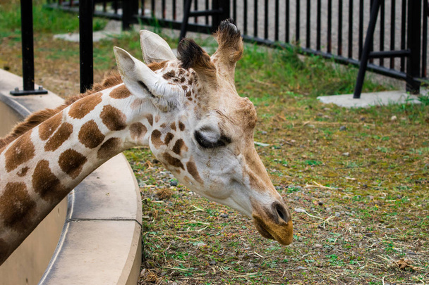 Gros plan Girafe (Giraffa camelopardalis) mangeant de l'herbe verte
. - Photo, image
