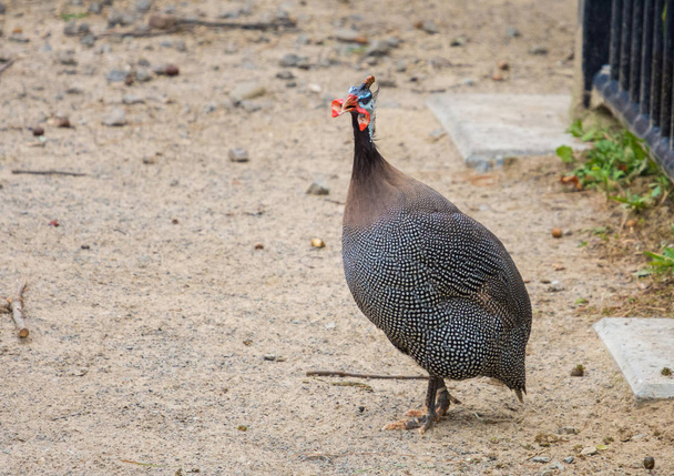 Helmeted guineafowl (Numida meleagris). The only member of the genus Numida. - Photo, Image