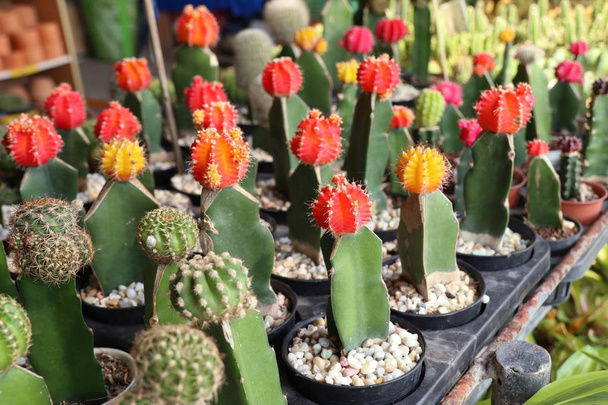 Hermoso cactus en venta
 - Foto, imagen