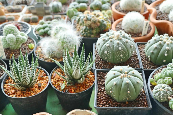 Krásný kaktus na prodej - Fotografie, Obrázek
