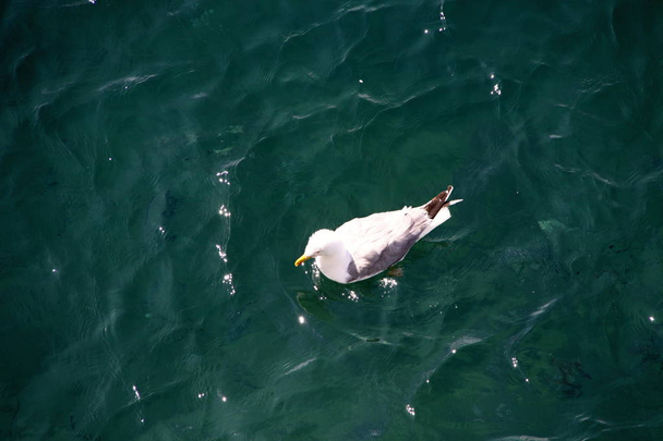 Witte zeemeeuw op het blauwe water - Foto, afbeelding