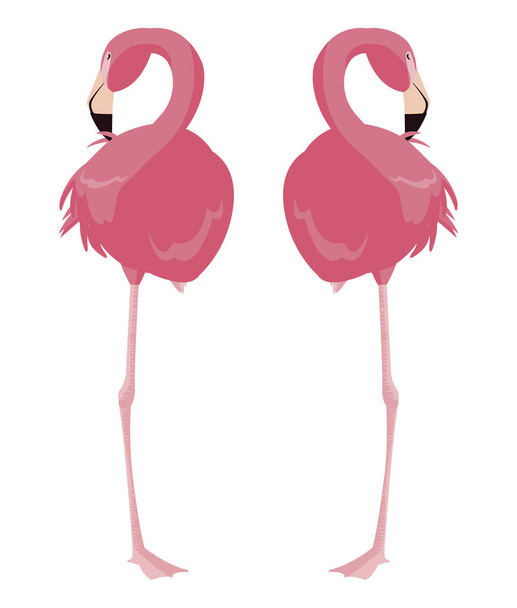 pár elegáns flamingo madarak - Vektor, kép