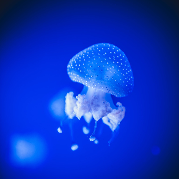 Spotted Jellyfish (Phyllorhiza punctata) - Photo, Image